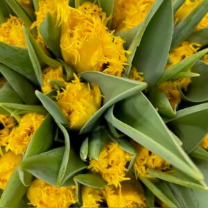TULPAN GOLDEN STATE FRANSIG GUL