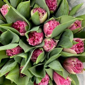 TULPAN FRANSIG POLDER PINK