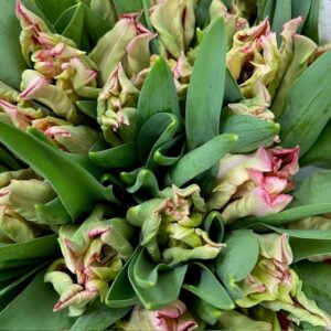 TULPAN FLAMINGO QUEEN PARROT ROSA