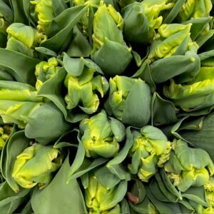 TULPAN GOLDRACE PARROT GUL COAS