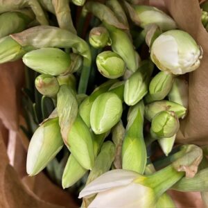 NARCISSUS SNITT SNOW PARADIS IN A BOX DUBBEL VIT