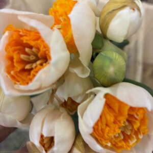 NARCISSUS SNITT AMADEUS MOZART VIT/ORANGE