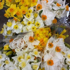 NARCISSUS SNITT MIX I HINK