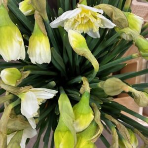 NARCISSUS SNITT ICE KING VIT