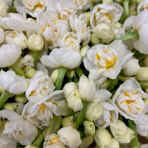 NARCISSUS SNITT PINK PERFECTION