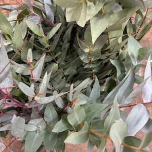 GRÖNT POPPEL GLORIA/MARIA