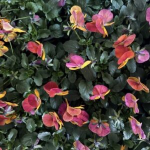 PENSEE TERRACOTTA PREMIUM K:10,5CM x15