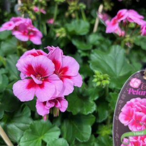 PELARGON ÅRETS PELARGON MG/SG x8