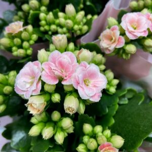 KALANDIVA HARLOW APRIKOSROSA x12