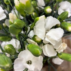 NEJLIKA KVIST SOLEMIO  VIT