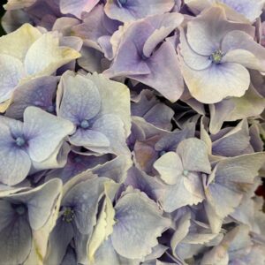 HORTENSIA SNITT BEAUTYFUL MINERVA BLÅ/LAVENDEL