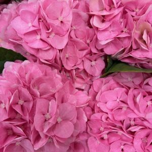HORTENSIA SNITT PARADISE ROSA