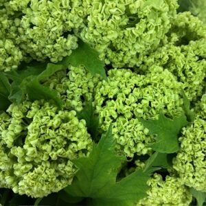 VIBURNUM ROSEUM OUTDOOR 80CM