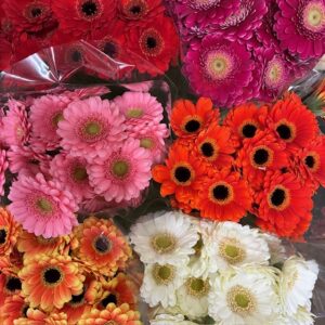 GERMINI PICCO MIXHINK X20