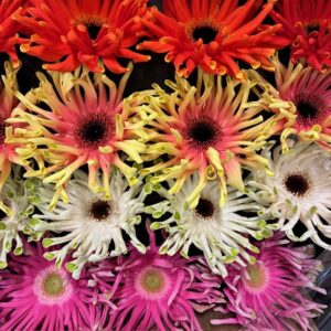 GERMINI/GERBERA PASTINI MIX X15