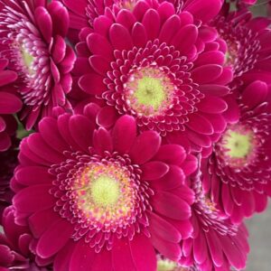 GERMINI PICCOLINI DITELLA CERISE