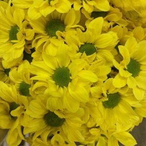 KRYSS SP COPA ENEKL GUL