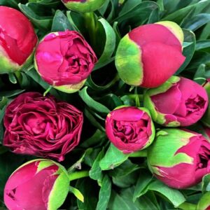 PION DIANA PARKS VINRÖD NL