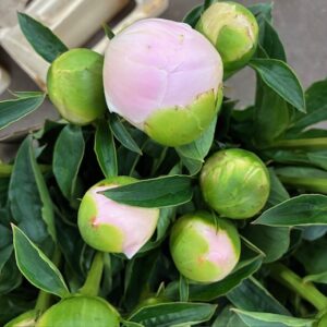 PION PRINCESS BRIDE LJ-ROSA