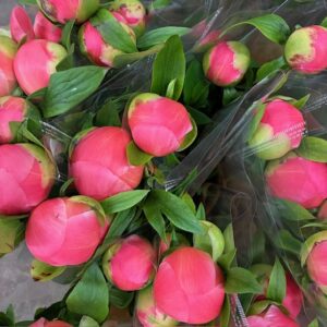 BUNT PION 3-P ROSA x15