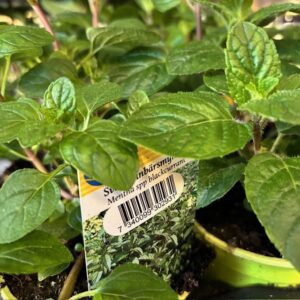 MYNTA SVARTVINBÄR x15