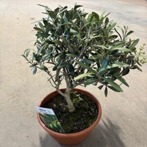 OLEA OLIVTRÄD BUSK SKÅL D:20CM H:35-40CM