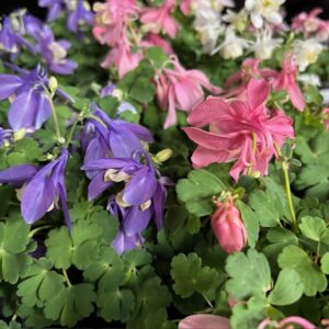 AQUILEGIA ACKLEJA KOMPAKT K:12CM x10