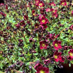 SAXIFRAGA RÖD x12
