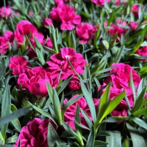 DIANTHUS SUPER TROUPER K:10CM x12