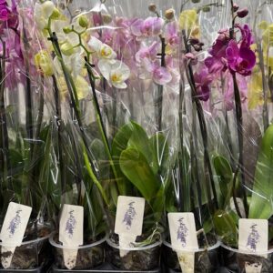 PHALAENOPSIS 2-STJ MIX x10