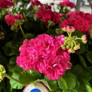 PELARGON ROSALINDA ARVID K:14CM x6