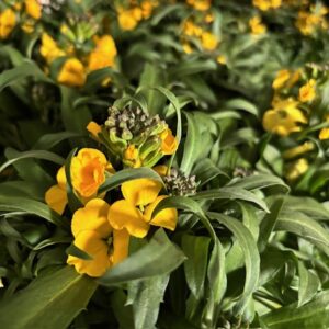 ERYSIMUM GYLLENLACK GUL x8