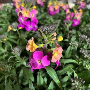 ERYSIMUM GYLLENLACK 2-F ORANGE GLOW x8