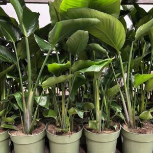 STRELITZIA NICOLAI H:80-90CM K:21CM