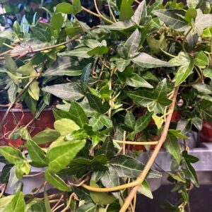 HEDERA GRÖN LÅNGA RANKOR K:13CM x8