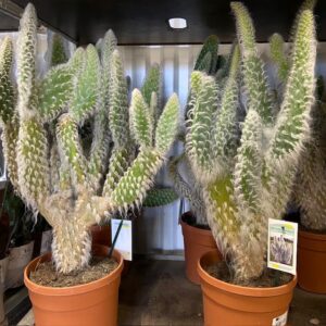 OPUNTIA ERINACEA URSINE K:20CM