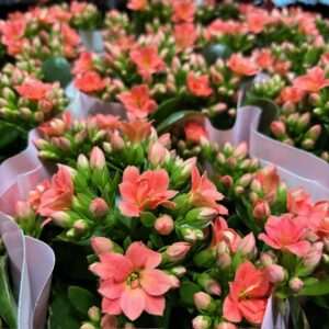 KALANDIVA SIGRID M-APRIKOS K:9CM x15