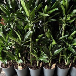 DRACENA JANET LIND H:90-110CM K:21CM