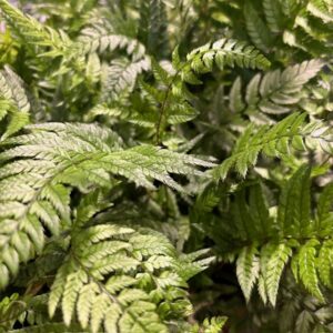 ATHYRIUM BRÄKENLIKNANDE K:12CM x8