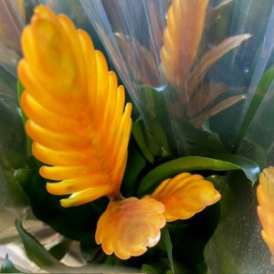 VRIESIA ENERGY GUL K:12CM x10