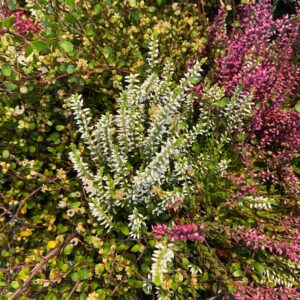 HEIDEMIX CALLUNA + MUEHL K:13CM x8