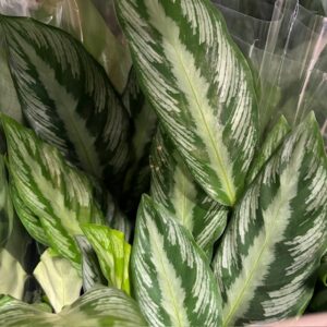 CALATHEA SILVER STAR K:12CM x6