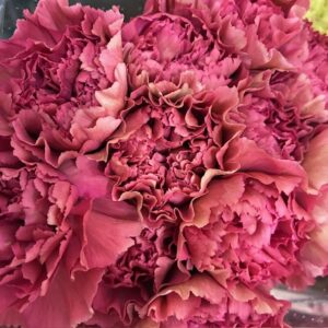 NEJLIKA DOROTEA ROSALILA