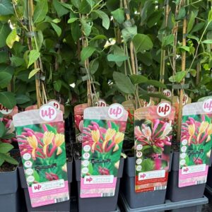 LONICERA KAPRIFOL MIX K:15CM x10