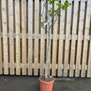 FIKON MIX STAM XL K:26CM
