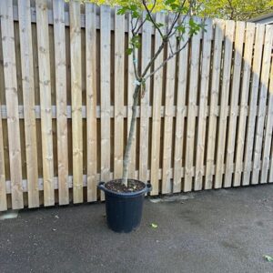 FIKON MIX STAM XXXL K:35CM