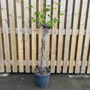 VITIS VINSTOCK XL K:30CM
