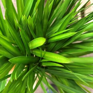 CYPERUS PAPYRUS