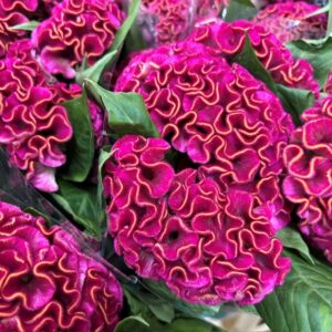 CELOSIA TUPPKAM ACT RIMA CERIS