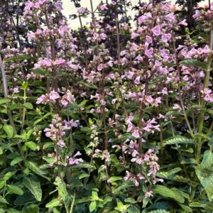 NEPETA SERENE WILD K:17CM x6